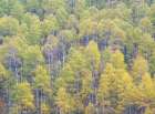 Utah-Logan Pass hillsides covered with Aspen grove in Fall Color Art Print